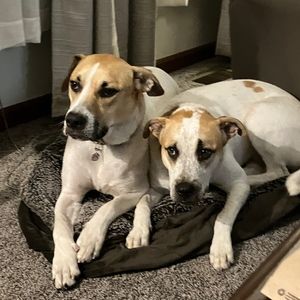 Meet your Posher, Molly